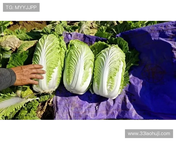 最新白菜价格及产地信息分析——蔬菜商情网全面解读